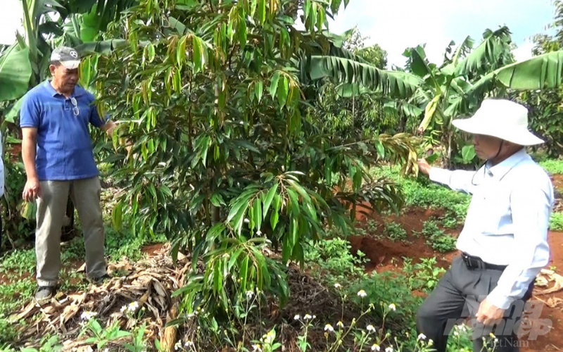 Lợi ích từ mô hình trồng xen canh sầu riêng trong vườn cà phê  Kinh nghiệm  làm ăn  Báo ảnh Dân tộc và Miền núi