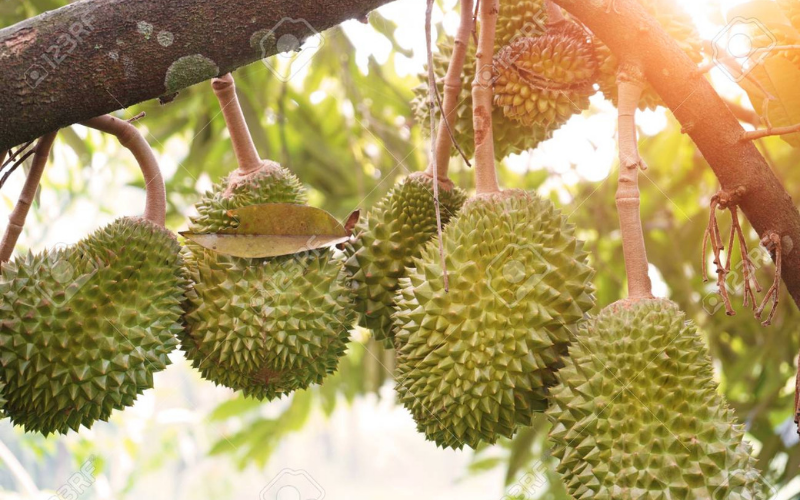 buying-delicous-durian-in-hanoi-1
