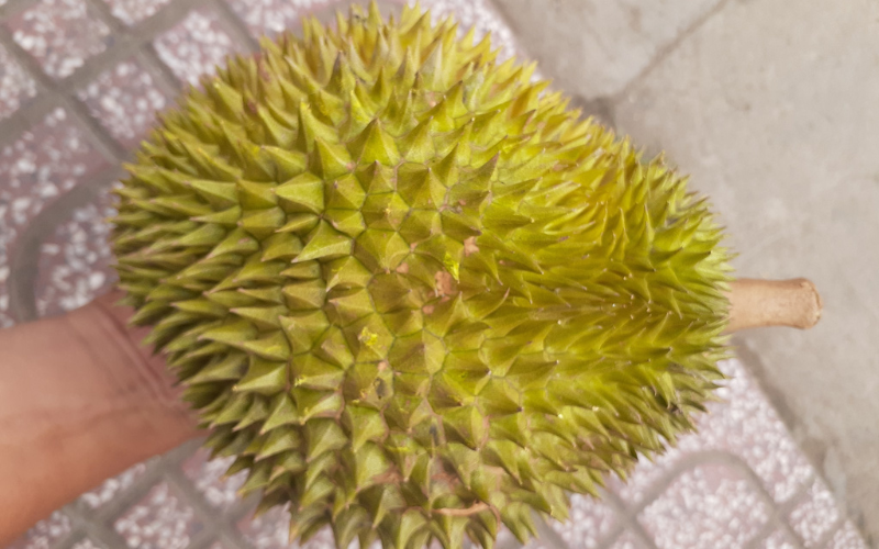 Hoang Nam Durian
