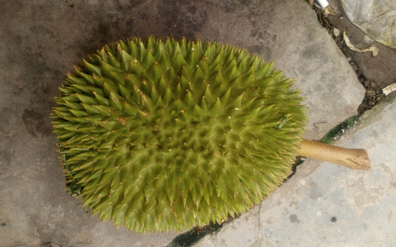 Durian Kind Of Green Leaves