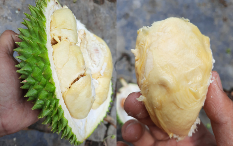Kind of Durian Buffalo Bitter