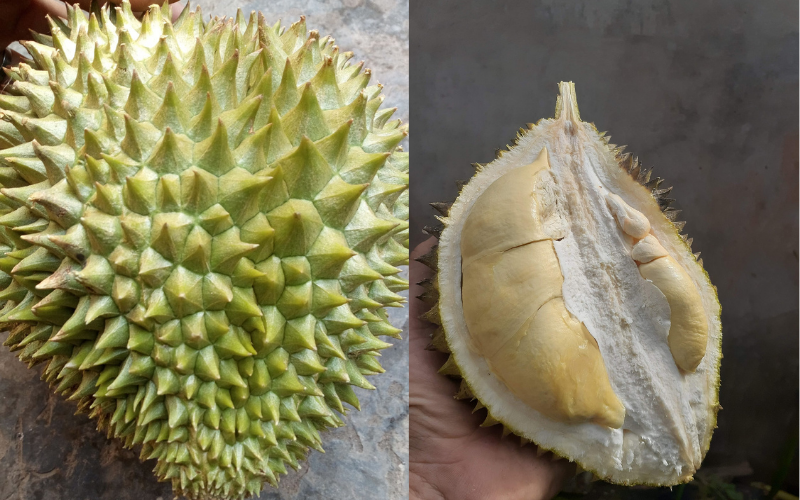 Kind Of Durian Golden Bitter Gourd