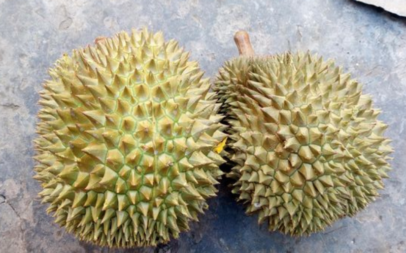 Durian variety Bum Sum