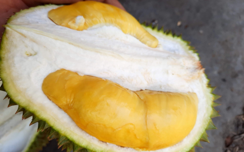 Durian variety D99 – Kop Kecil