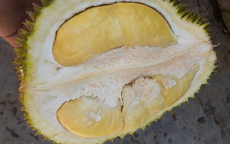 Kind of Durian Leaves Ba Thum