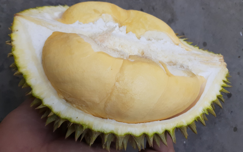 Muoi Con durian