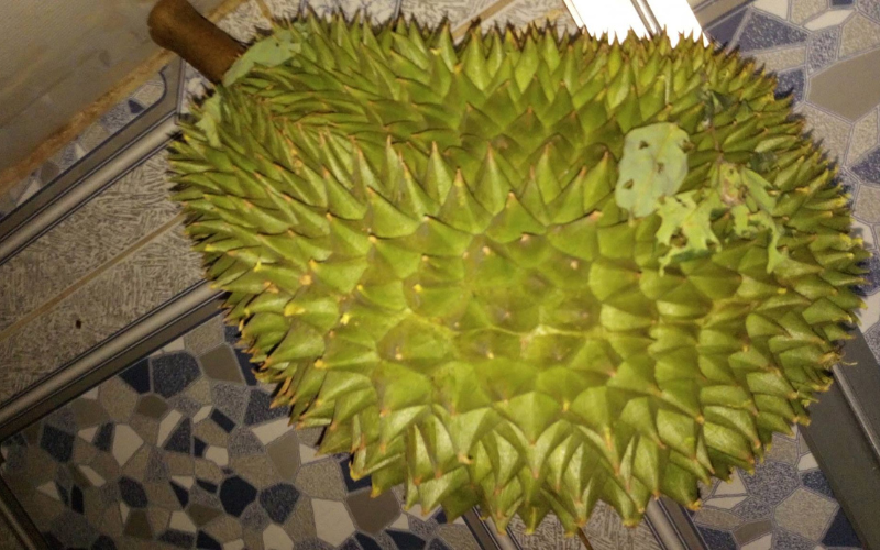 Super Early Thorny Durian