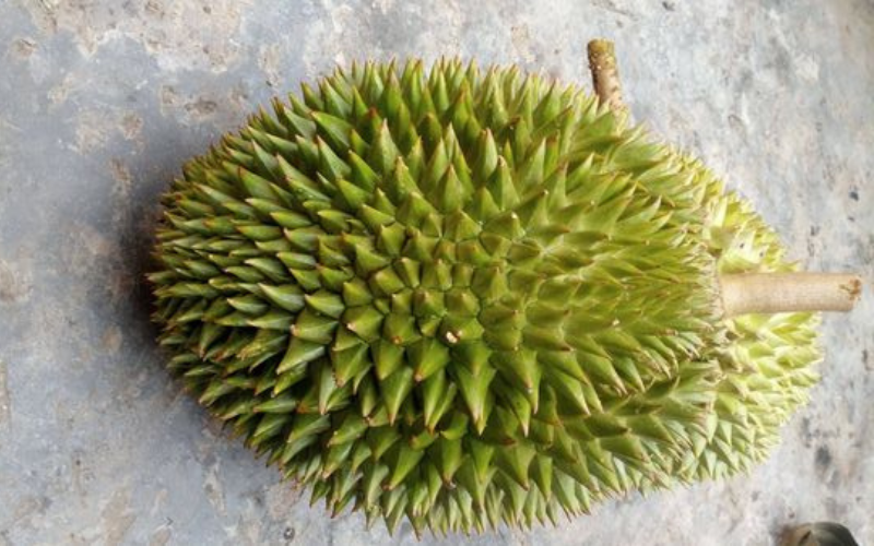 Super Early Spicy Durian