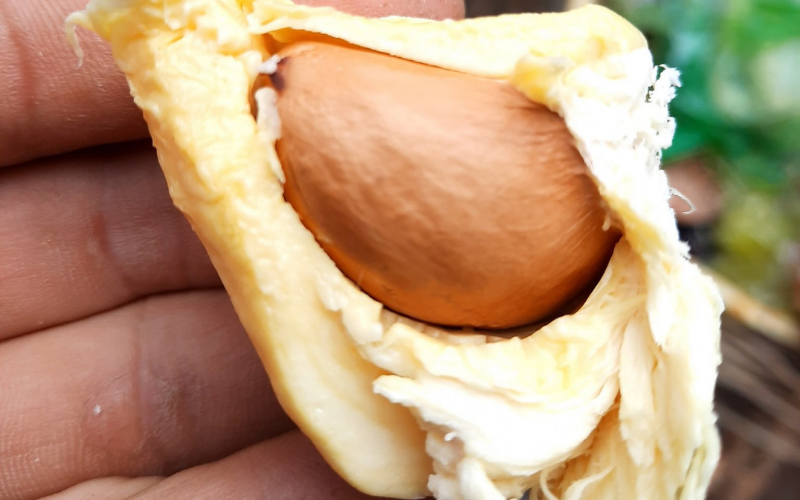Singapore Super Early Durian